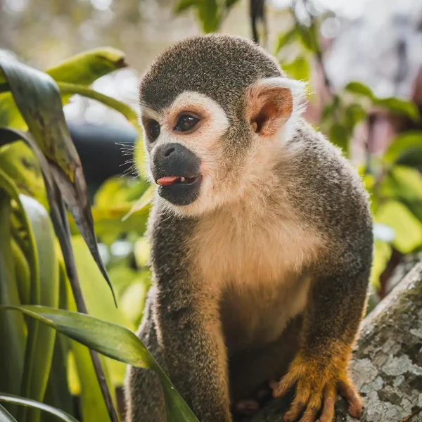 Private Amazon Tours